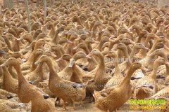 ��3000ֻ��Ѽһ����׬����Ǯ����ǧֻ��Ѽ��ֳ�ɱ�����