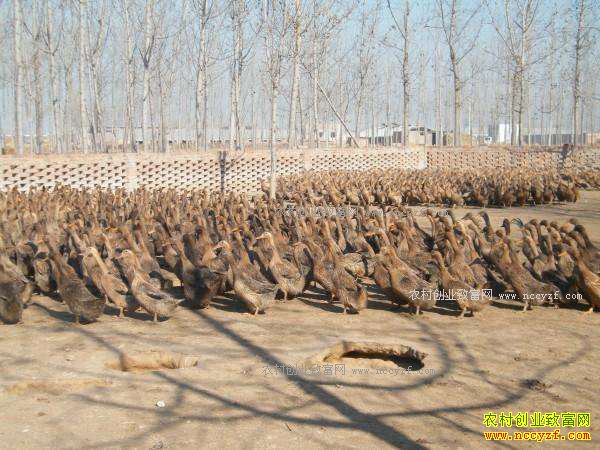 ����Ѽ������Ѽ�ĸ�����߸�׬Ǯ