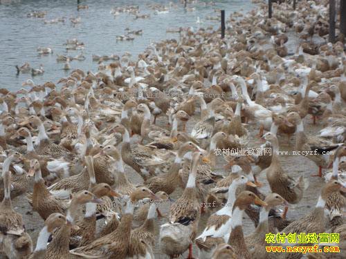 ����Ѽ�����೤ʱ����̭���