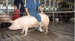 һͷĸ���ܷ��鲻��̥զ�죿