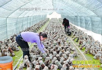 �����߲˴����������Ģ����