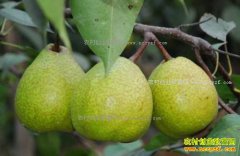 �״���ڵ㲡����Ԥ�������ƣ�