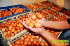 2017��2��ȫ�������۸�����