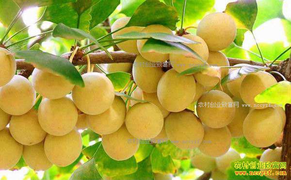 ��ֲ�׹�׬Ǯ��2017��������ֲǰ�������ӹ��۸�����Ԥ��