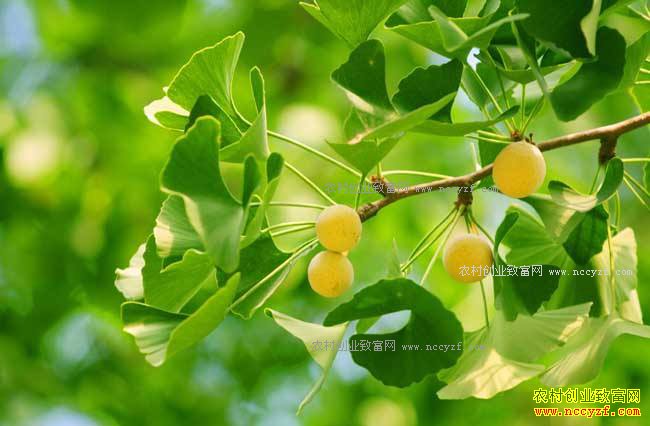 ��ֲ�׹�׬Ǯ��2017��������ֲǰ�������ӹ��۸�����Ԥ��