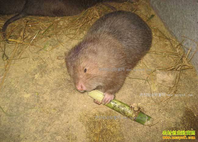 ���ջ�ɽ��������ֳ�����괿����5��Ԫ