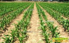 2017��ȫ�����ش����׵Ĳ���ʱ��