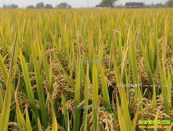 2017��Ŵ���۸�����Ԥ�⣺����Ŵ���۸���ܻ���