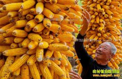 2017年玉米生产者补贴到哪领,怎么领?