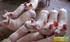 �����۸���� 2017����������׬Ǯ��