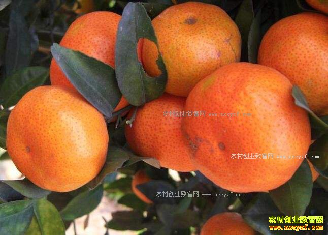 ɽ���Ͳ�ˮ���۸�ά�ָ�λ ���ӻ��ټ۸��