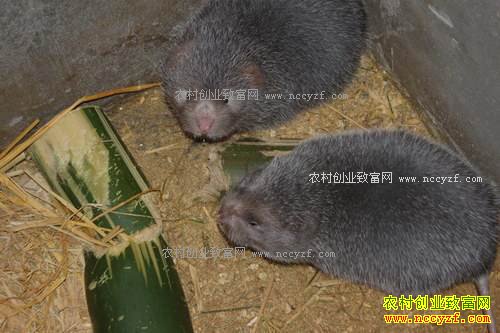 ÿֻ��������170Ԫ ���Ϲ�������Ӣ��ֳ������¸�