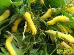 ��ֳ����Ч��� ���������ش޺�����������׬2.65��