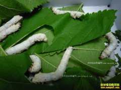 [�Ƽ�Է������Ƶ]�ֲ�����������