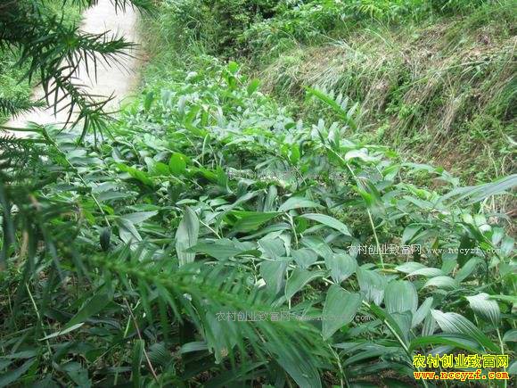 �����������������������ҩ�Ĺ���ƾ�Ч���