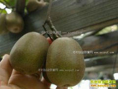 ��������̨��ֲ⨺��ң�⨺�����̨��ֲ����Ҫ��