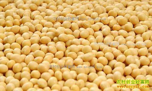 今日大豆价格:2017年2月24日最新大豆价格及行情走势