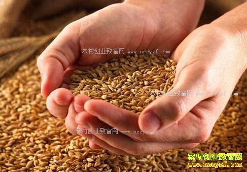 2017年小麦价格预测:消费淡季来临 小麦价格或将走低