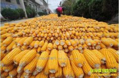 ���׼۸�����Ԥ�⣺��ѩ���������׼۸�ֹ������