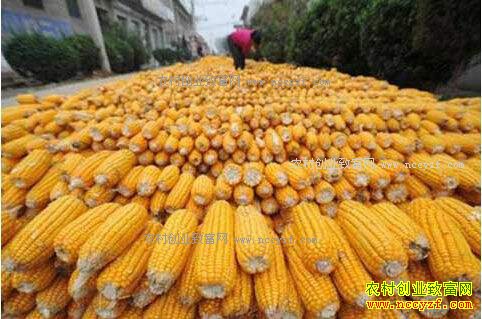 玉米价格及行情预测:雨雪天气让玉米价格止跌回升