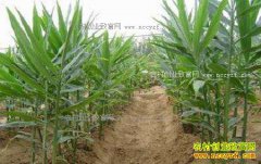 ������ֲ�����������߲����༼��Ҫ��