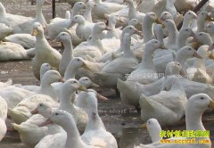 2017��2��25��������ëѼ�۸�����Ԥ��