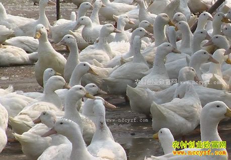 ��Ѽ����Ǯһ�2017��2��25������ëѼ�۸�����Ԥ��