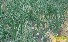 2017����м۸�Ԥ�⼰�����ֲǰ������