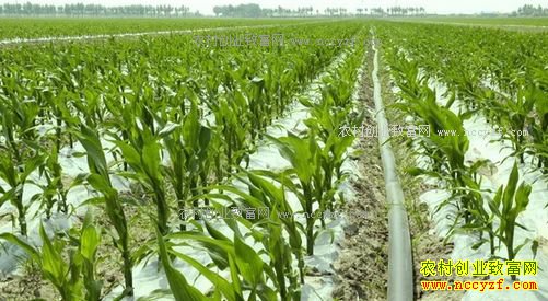 2017�����׼۸�Ԥ�⼰������ֲǰ������