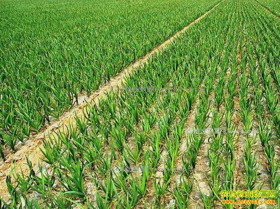 2017�����۸�Ԥ�⼰������ֲǰ������