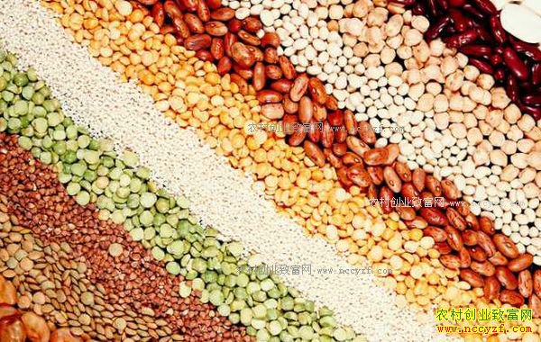 ������ʲô��ʳ��׬Ǯ���󶹡����ࡢ�����Ӷ���ֲǰ����