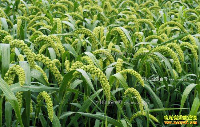 2017����ʲô��ʳ�ã��󶹡����ࡢ�����Ӷ���ֲǰ����