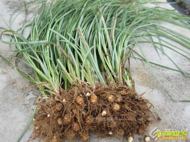 ��ֲ��ɯ��׬Ǯ����ɯ����ֲǰ���ɱ���Ч�����