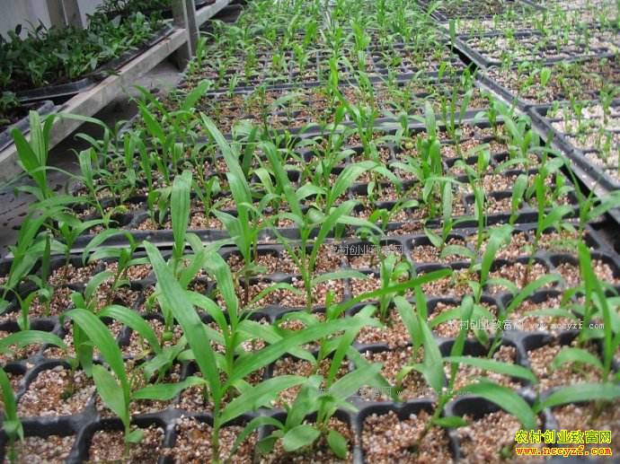 ��ֲ��ܸ׬Ǯ�����°�ܸ�۸񼰰�ܸ��ֲǰ������