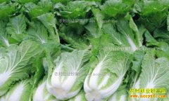 2017���ײ˼۸�Ԥ�⣺��ײ˼۸���ȥ��һ��򽫼�����