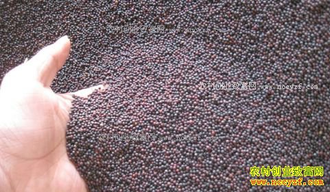 2017���Ͳ��Ѽ۸�Ԥ�⣺�Ͳ�������� �����Ͳ������鿴��