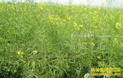 2017���Ͳ��Ѽ۸�Ԥ�⣺�Ͳ�������� �����Ͳ������鿴��