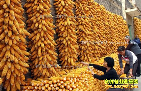 2017年最新东北玉米价格行情:东北玉米价格略升