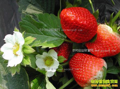 ˮ���г���Ʋ��� ɽ�����ղ�ݮ�۸��½�����