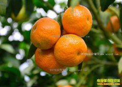 2017����ټ۸����飺������ˮ���۸����� �������ǿռ�