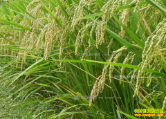 2017��ˮ���۸�����Ԥ�⼰ˮ����ֲǰ������