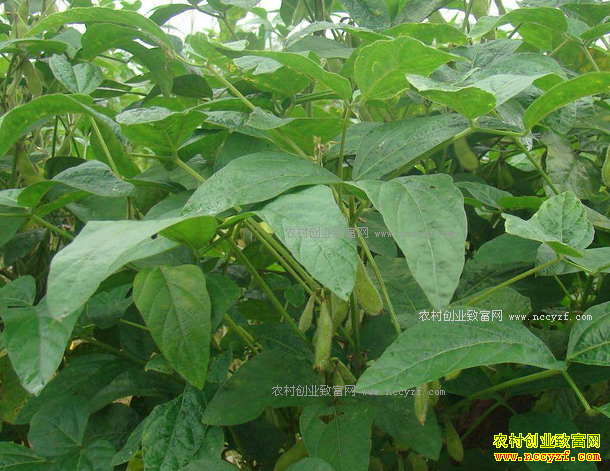 2017年种什么粮食好?大豆价格走势预测及大豆种植前景分析