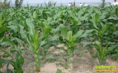 2017�����׼۸�����Ԥ�⼰������ֲǰ������