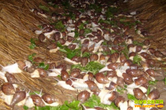 ��ֳ������ţ������𣿰�����ţ��ֳƭ�ֽ���