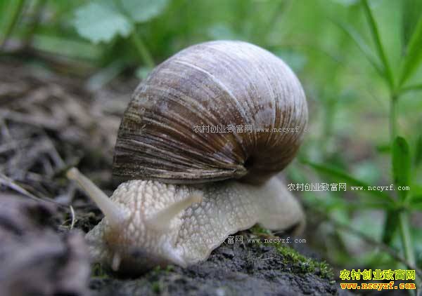 ��ֳ������ţ������𣿰�����ţ��ֳƭ�ֽ���