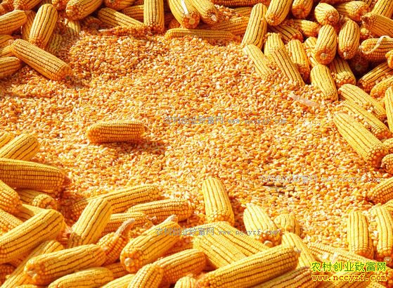 2017年秋玉米价格易跌难涨