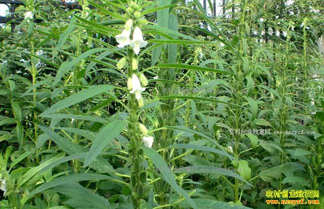 ��֥��׬Ǯ��֥����ֲ�ɱ���Ч�����