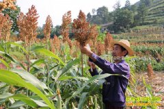 �ָ���׬Ǯ�𣿸�����ֲ�ɱ���Ч�����