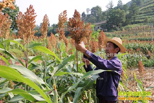 �ָ���׬Ǯ�𣿸�����ֲ�ɱ���Ч�����