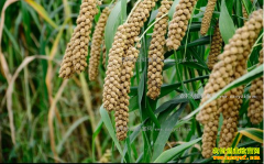 2017��ר��Ԥ����Ӽ۸񣺺��ڹ��Ӽ۸���µ�